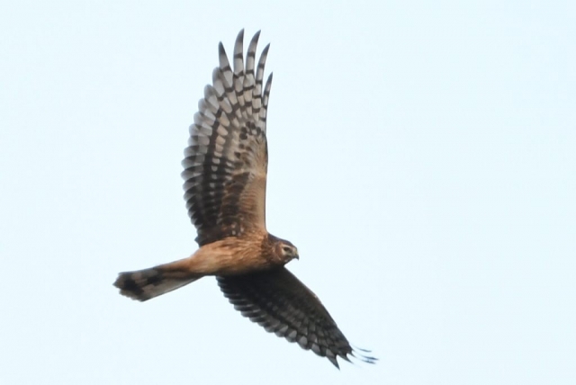 Błotniak zbożowy. Fot. M. Sołowiej Błotniak zbożowy. Fot. M. Sołowiej