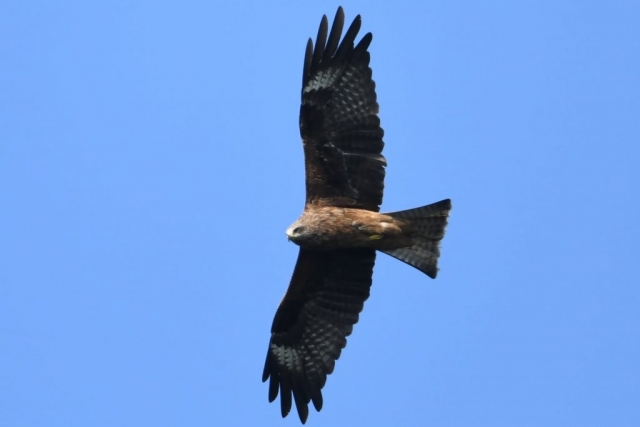 Kania czarna. Fot. M. Sołowiej